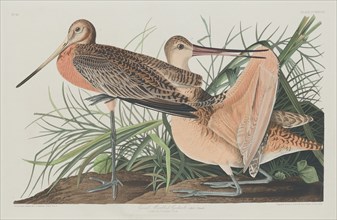 Great Marbled Godwit, 1835.