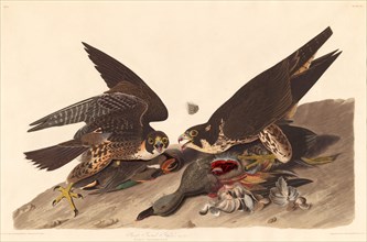 Great Footed Hawk, 1827.
