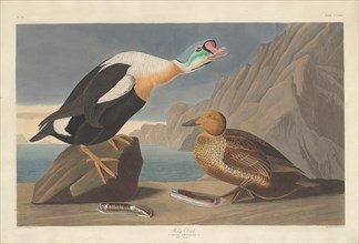 King Duck, 1835.