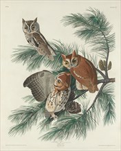 Mottled Owl, 1830.