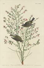 Orange-crowned Warbler, 1833.
