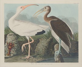 White Ibis, 1834.