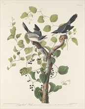 Loggerhead Shrike, 1829.