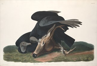 Black Vulture, 1831.