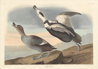 Pied Duck, 1836.