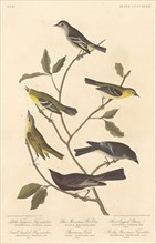 Little Tyrant Flycatcher, Small-Headed Flycatcher, Blue Mountain Warbler.., 1838. Creator: Robert Havell.