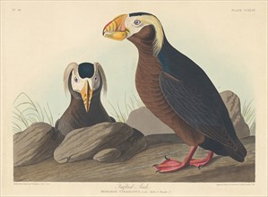 Tufted Auk, 1835.