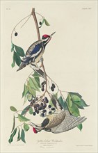 Yellow-bellied Woodpecker, 1834.