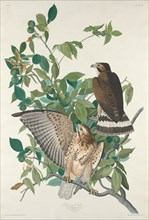 Broad-winged Hawk, 1830.