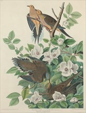 Carolina Pigeon or Turtle Dove, 1827.