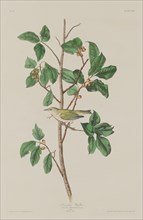 Tennessee Warbler, 1832.