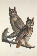 Great Horned Owl, 1829.