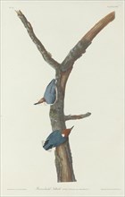 Brown-Headed Nuthatch, 1831.