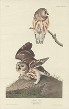 Little Owl, 1834.