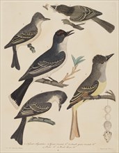Five Birds with Their Eggs and an Insect, published 1808/1814. [1. Tyrant Flycatcher, 2. Great crested Flycatcher, 3. Small green crested Flycatcher' 4. Pe-we Flycatcher, 5. Wood Pe-we Flycatcher].