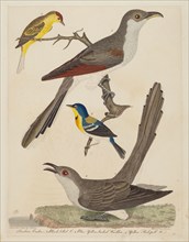 Carolina Cuckoo, Black-billed Cuckoo, Blue Yellow-backed Warbler, and Yellow Red-poll Warbler, published 1808-1814.