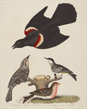 Red-winged Starling, Female Red-winged Starling, Black-poll Warbler, and Lesser Red-poll, published 1808-1814.