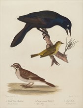 Female Crow Blackbird, Orange-Crowned Warbler, Lark Finch.