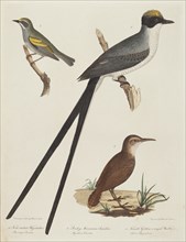 Fork-tailed Flycatcher, Rocky Mountain Anteater, and Female Golden-winged Warbler.