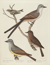 Swallow-tailed Flycatcher, Arkansas Flycatcher, Say's Flycatcher, and Female Golden-crested Wren.