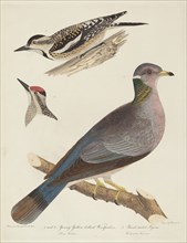 Young Yellow-bellied Woodpeckers and Band-tailed Pigeon.
