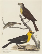 Yellow-headed Blackbird, Female Blackbird, and Female Cape May Warbler.