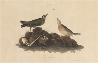 Brown Lark, 1827/1830. [Anthus aquaticus].
