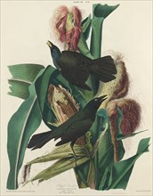 Purple Grackle, 1827. [Quiscalus versicolor. 1. Male, 2. Female. Plant Vulgo, Indian Corn].