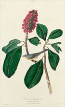 Bonaparte Fly Catcher, 1827. [Muscicapa bonapartii. Plant seed pud Magnolia grandiflora].