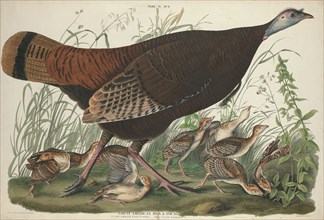 Great American Hen and Young, 1827. [Vulgo, female wild turkey. Meleagris gallopavo].