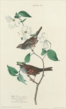 White-throated Sparrow, 1827. [Fringilla pensylvanica. 1. Male. 2. Female. Plant Cornus florida - Vulgo DogWood].