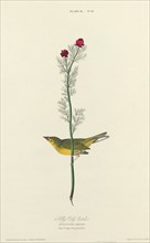 Selby's Fly Catcher, 1827. [Muscicapa selbii. Plant Vulgo. Pheasants Eye].