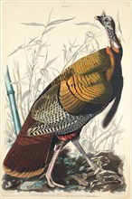Great American Cock, 1827. [Vulgo (Wild Turkey) Meleagris gallopavo].