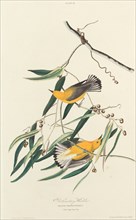 Prothonotary Warbler, 1827. [Dacnis protonotarius. Plant Vulgo Cane Vine].