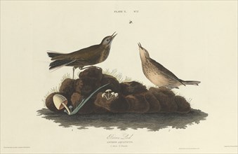 Brown Lark, 1827. [Anthus aquaticus].