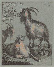 Three Goats, 1758.
