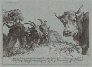 Study of Heads: Three Goats, an Ox, and a Ram, published c. 1783.