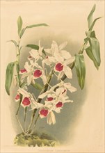 Dendrobium Leechianum.