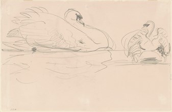 Swans in the Water, 1880-1900.
