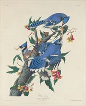 Blue Jay, 1831.
