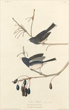 Snow-Bird, 1827.