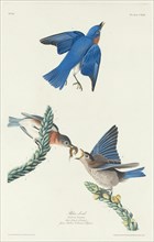 Blue-Bird, 1831.