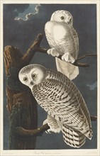 Snowy Owl, 1831.