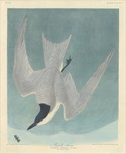 Marsh Tern, 1838.