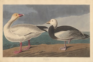 Snow Goose, 1837.
