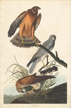Marsh Hawk, 1837.