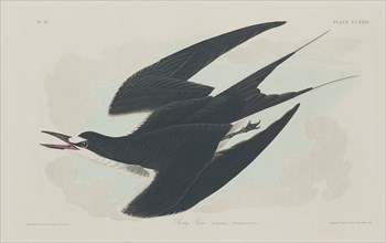 Sooty Tern, 1834.