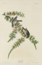 Pine Finch, 1833.