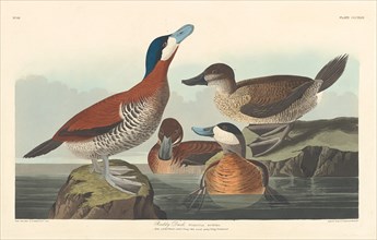 Ruddy Duck, 1836.