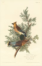 Cedar Bird, 1828.